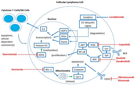Chemotherapy Follicular Lymphoma