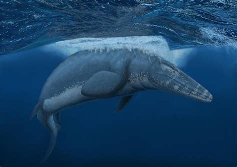 Image result for Mosasaurus