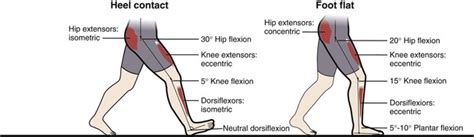 Image result for Contralateral Gait