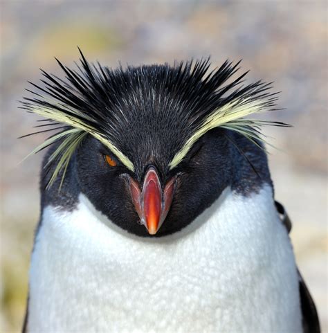 Ears Of A Macaroni Penguin
