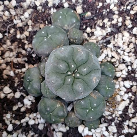 Lophophora williamsii 'Caespitosa' | 'Peyote' | Live plant - Freaky...