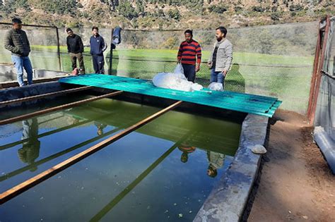 Image result for Trout Farming Methods