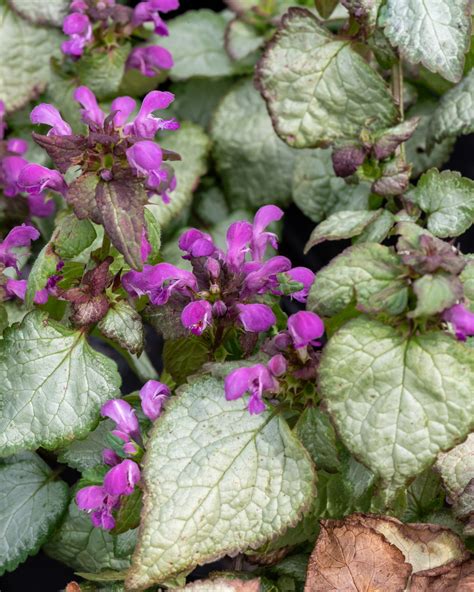 Lamium Purple Dragon