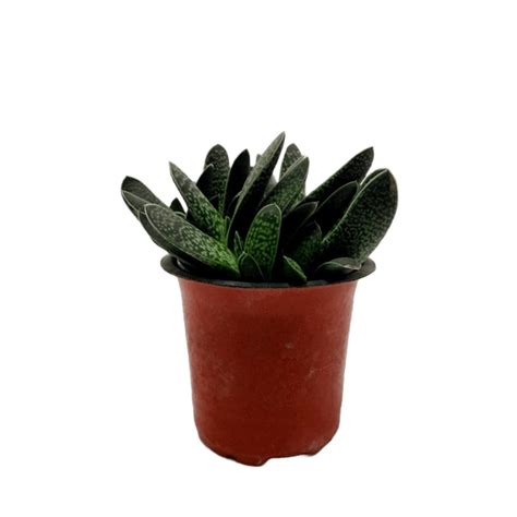 Best 3 Succulent Plant Combo - Succulent Star, Zebra Haworthia & Hawor ...