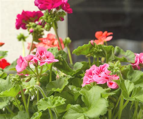 2 expert ways to to prune geraniums for winter | Homes and Gardens