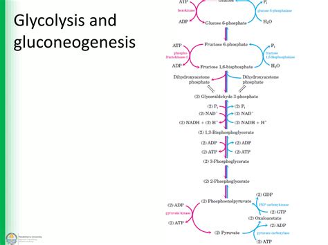Gluconeogenesis - The Pathway and Regulation | PDF