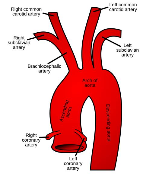 Aortic Arch Branches