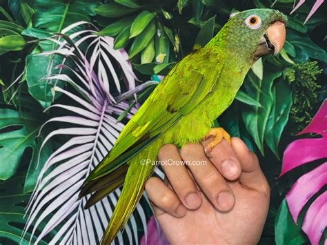 Blue Crown Conure for sale - ParrotCrown.com