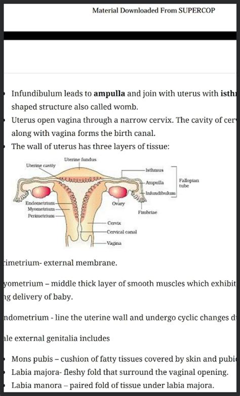 Image result for How to Draw a Female Reproductive System