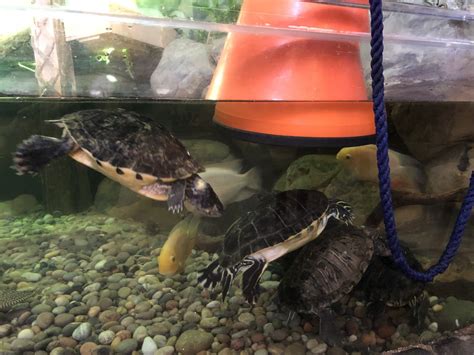 Mississippi Map Turtles and Red-eared Sliders at Tynemouth Aquarium ...