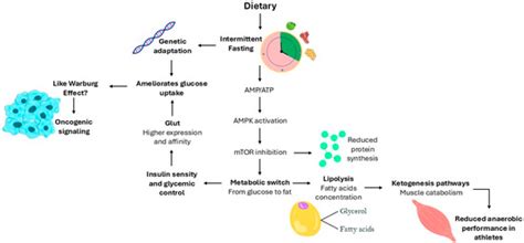 A Biochemical View on Intermittent Fasting’s Effects on Human ...