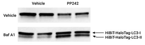 Autophagy Assay | LC3 | Autophagic Flux Assay | Promega