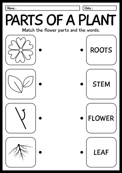 1st Grade Life Science Activity Sheets | 1st grade science, Science ...