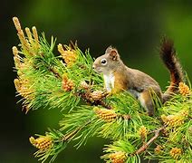 Image result for Cute Animals and Nature