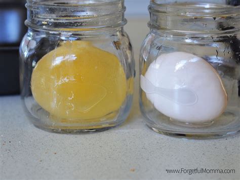 Bouncy Egg Experiment - Eggs in Vinegar | Bouncy egg experiment, Egg ...