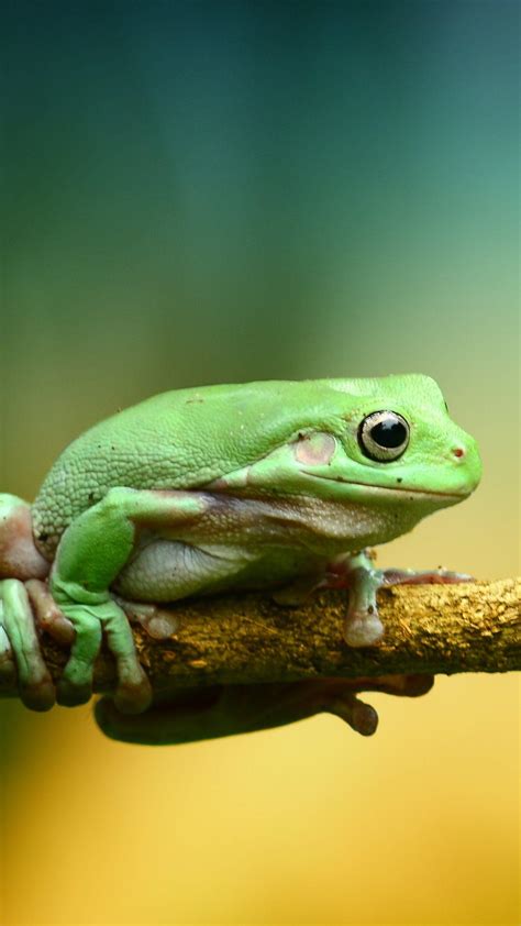 Tree Frog Desktop 的图像结果
