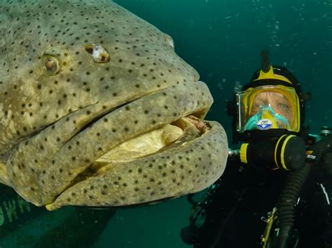This giant grouper is a rare species of fish | 15 Minute News
