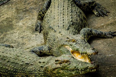 Philippine crocodile | Size, Habitat, Conservation, & Facts | Britannica