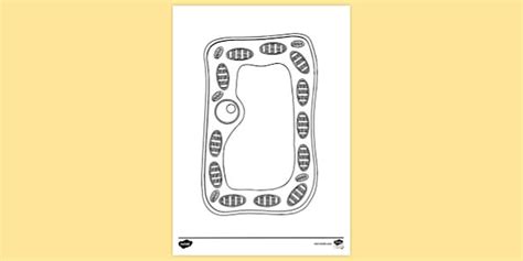 Typical Plant Cell Colouring Sheet | Colouring Sheets
