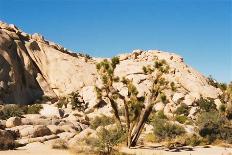Secrets Of California's Joshua Tree Cactus Gardens | TouristSecrets