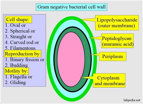 Preparation Gram Stain 的图像结果