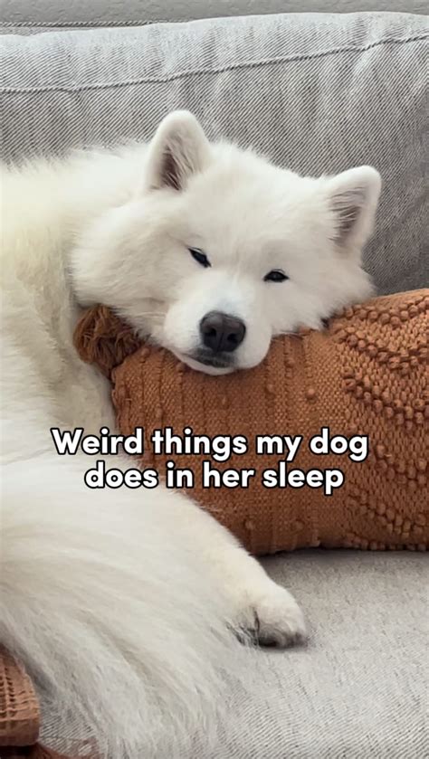 Sleepy Puppy Memes We Discover New Talents Every Day 😂 I Really