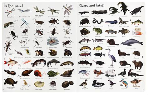 1000种动物图片 动物种类100种图片(2)_配图网