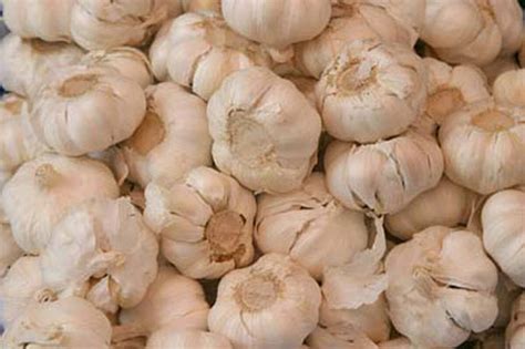 Knoblauch: Nur Quetschen bringt‘s