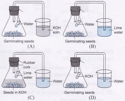 CBSE Class 10th Exam 2022-23 : Science (Biology) Practical-Based ...