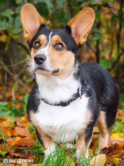 Pembroke Welsh Corgi Coat Colors | Coats and Colors