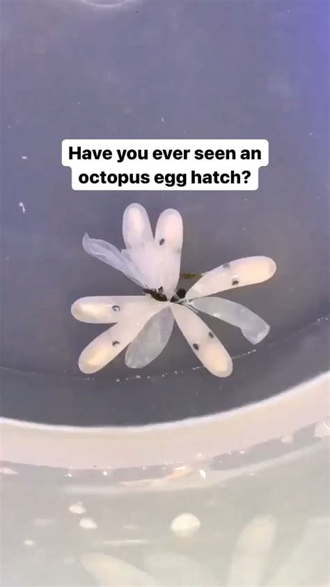 Splatoon Octoling Reproduce 的图像结果