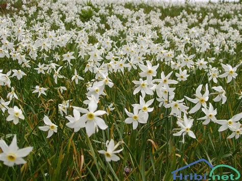 La Poiana Narciselor, Lacul Zervesti, Baile Herculane, 18 May 2025 ...
