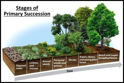 Ecological Succession - Primary & Secondary Succession - Study Wrap