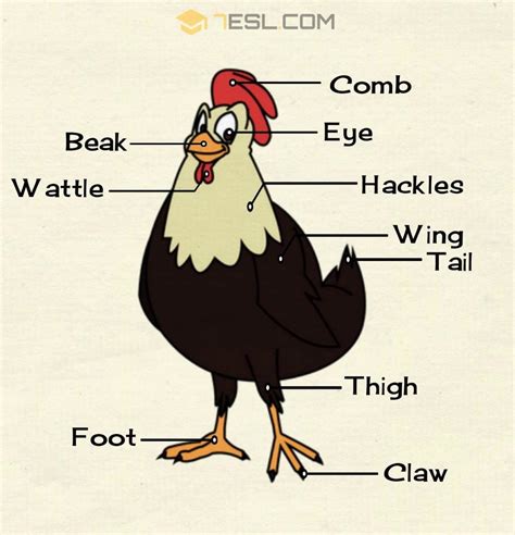 Parts of a Chicken in English with Pictures • 7ESL