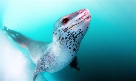 Leopard Seal Underwater