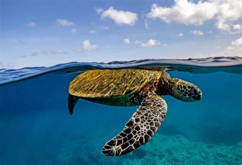 The Remarkable Underwater Sleep Habits of Turtles - A-Z Animals