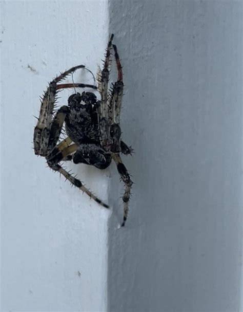 spider size of quarter in South Branch Michigan (near lake huron) : r/whatsthisbug