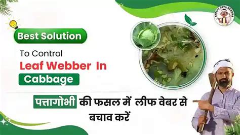 5 Easy Tips to Control Cabbage Leaf Webber Symptoms & Damage