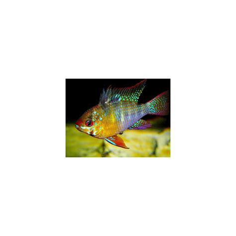German Blue Ramirezi – Best4Pets