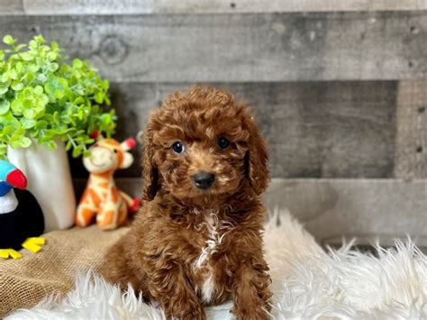 Rezultat imagine pentru Cavapoo Barking