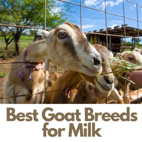 What Are Dairy Goat Breeds at Imogen Parry-okeden blog
