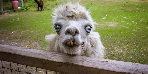 Funny Pictures That Are Guaranteed to Make You Grin | Our Canada