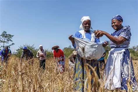 Resuscitating Zimbabwe's Traditional Crops