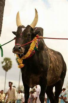 Hd Jallikattu Kaalai Wallpapers 3d by 16427800 757552541087700 7835915773113454130 N Jpg 640 Hd Jallikattu Kaalai Wallpapers 3d