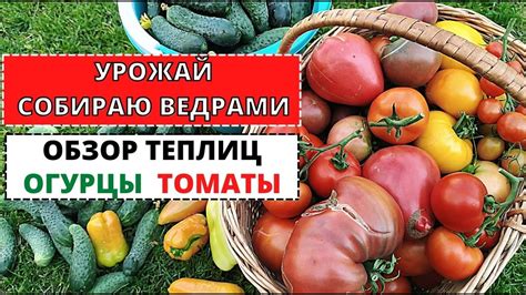 Небывалый урожай огурцов. Обзор теплиц с огурцами, перцами и томами #1 ...