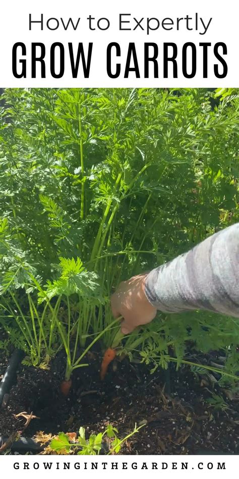 How to Grow Carrots in a Container | Expert Tips