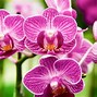 Image result for angiosperms