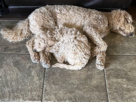 Sonny (older) and Brody (pup). Same mom and same dad. Exactly 11 months ...