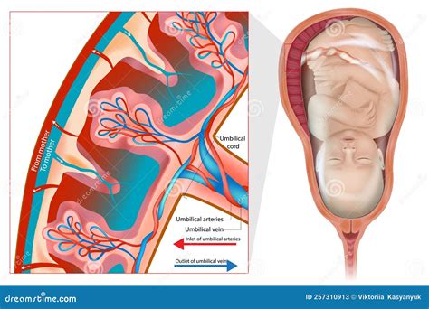 Uteroplacental Circulation. the Structure of the Placenta. Anatomy of Pregnancy. Umbilical ...