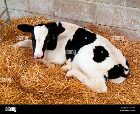 Holstein Cows With Calf
